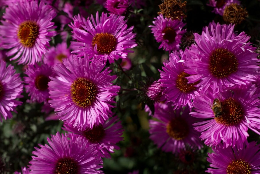 Астра кустарниковая Блаубокс