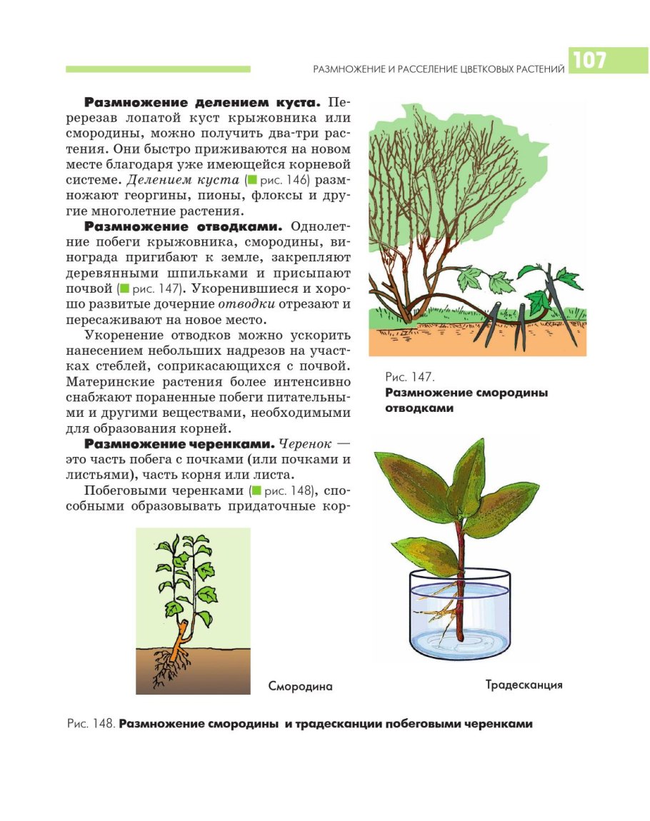 Черенкование смородины