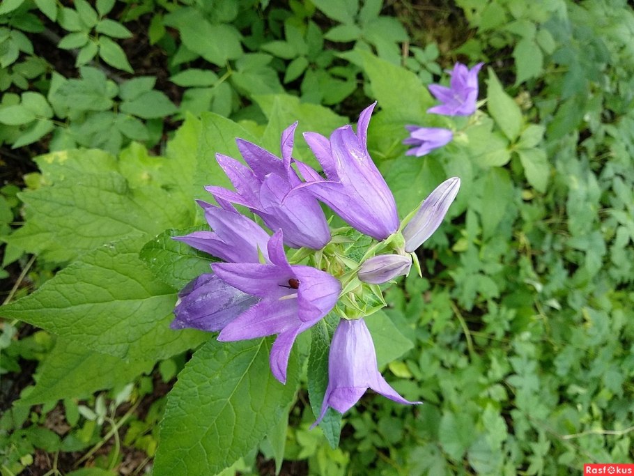 Луговой колокольчик крапиволистный