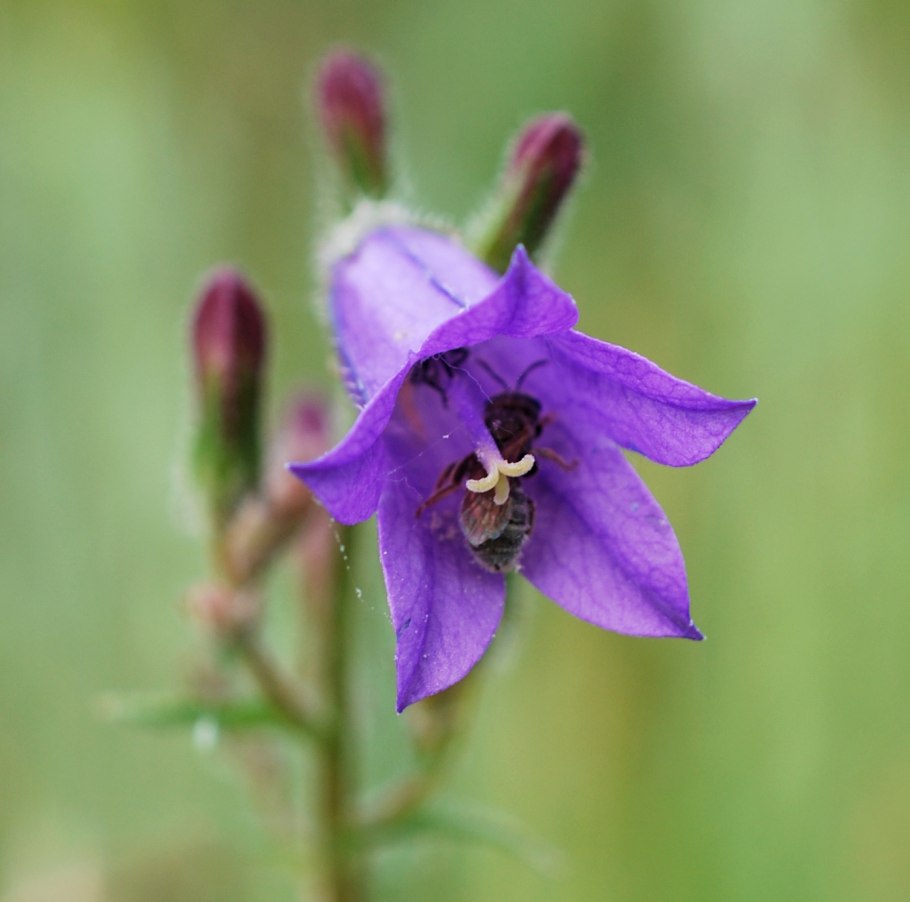 Campanula trachelium