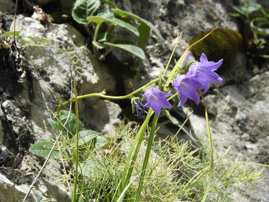 Колокольчик широколистный листья