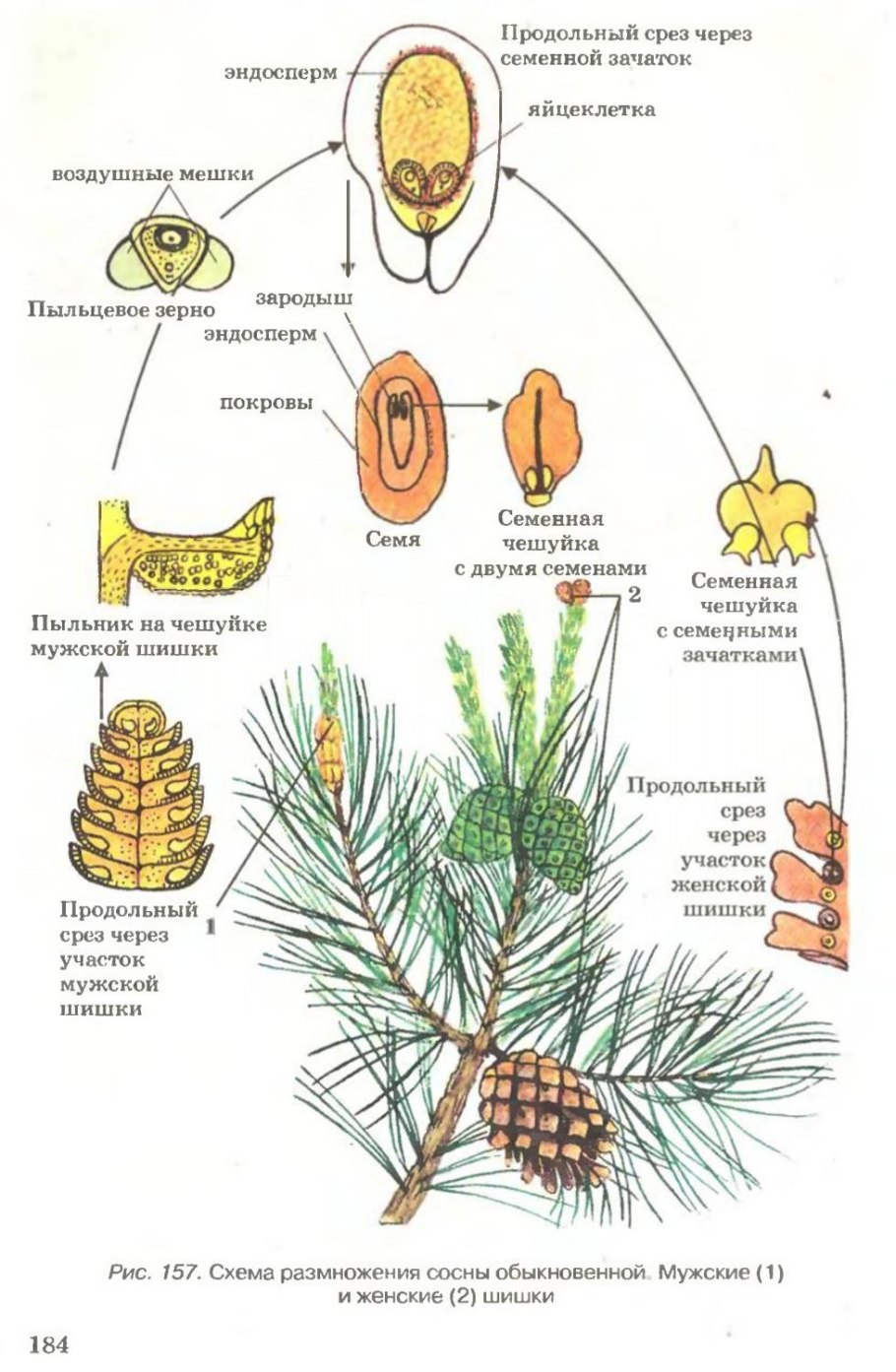 Жизненный цикл голосеменных растений схема