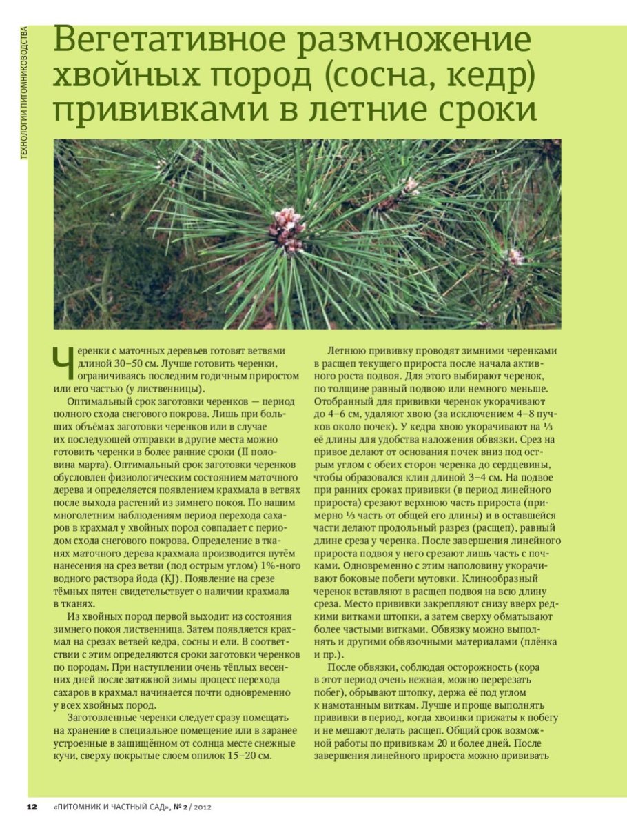 Вегетативное размножение хвойных пород