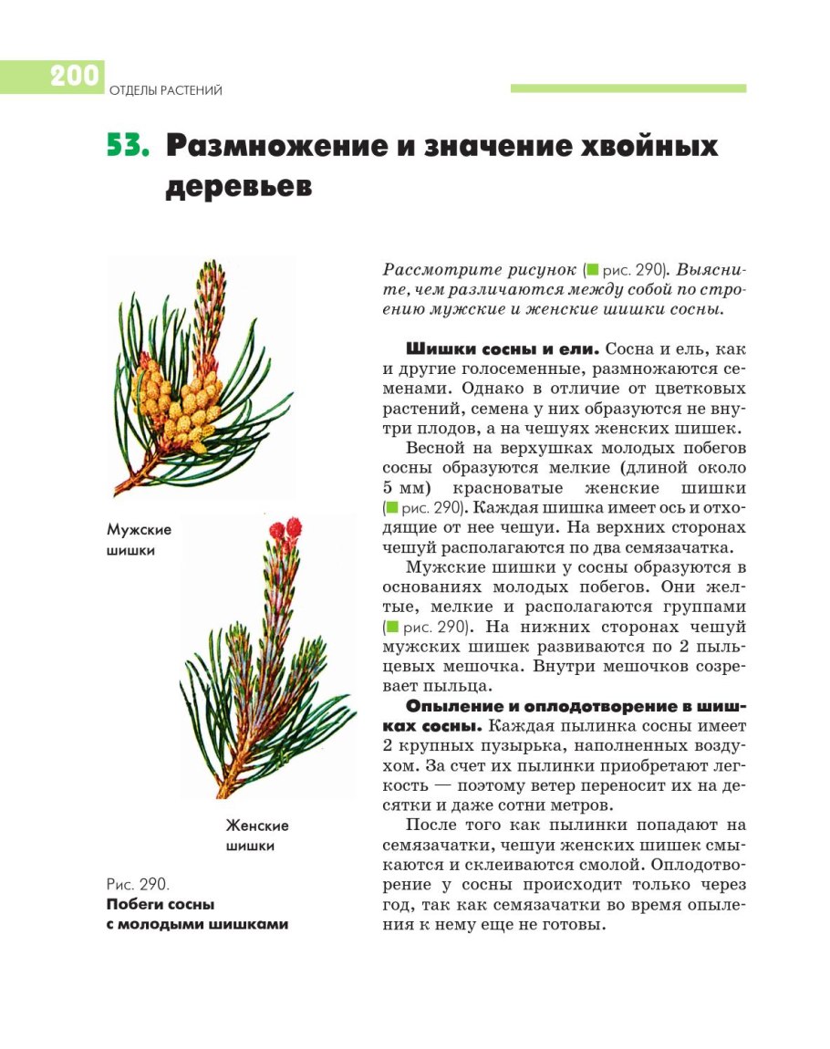 Мужская и женская шишка различия