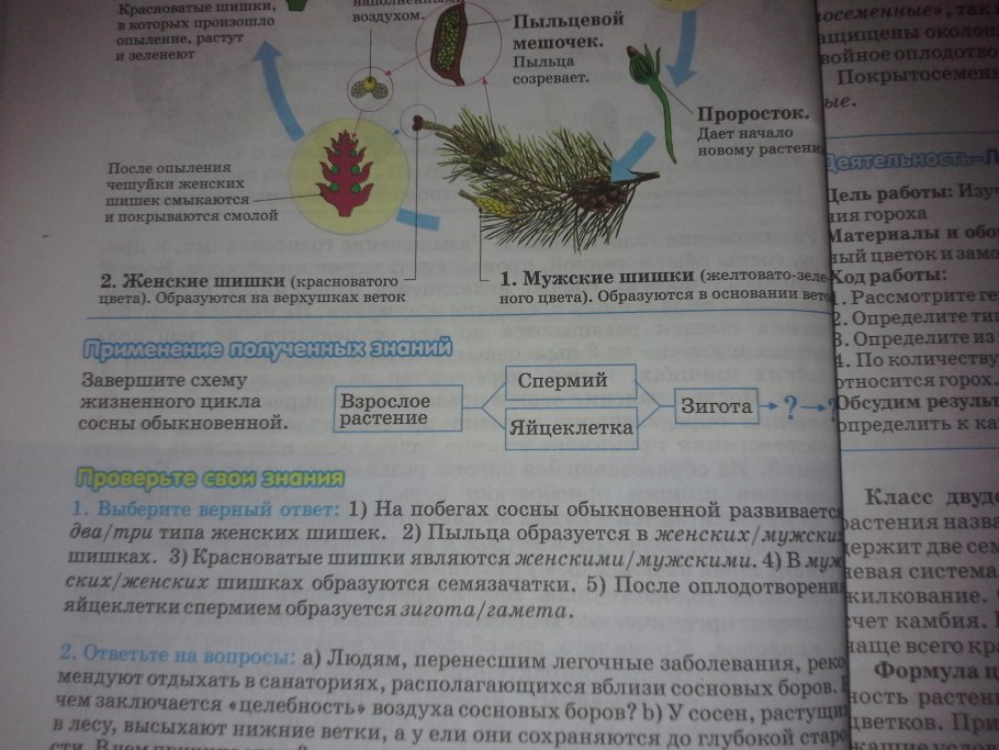 Ветка сосны 5 класс биология