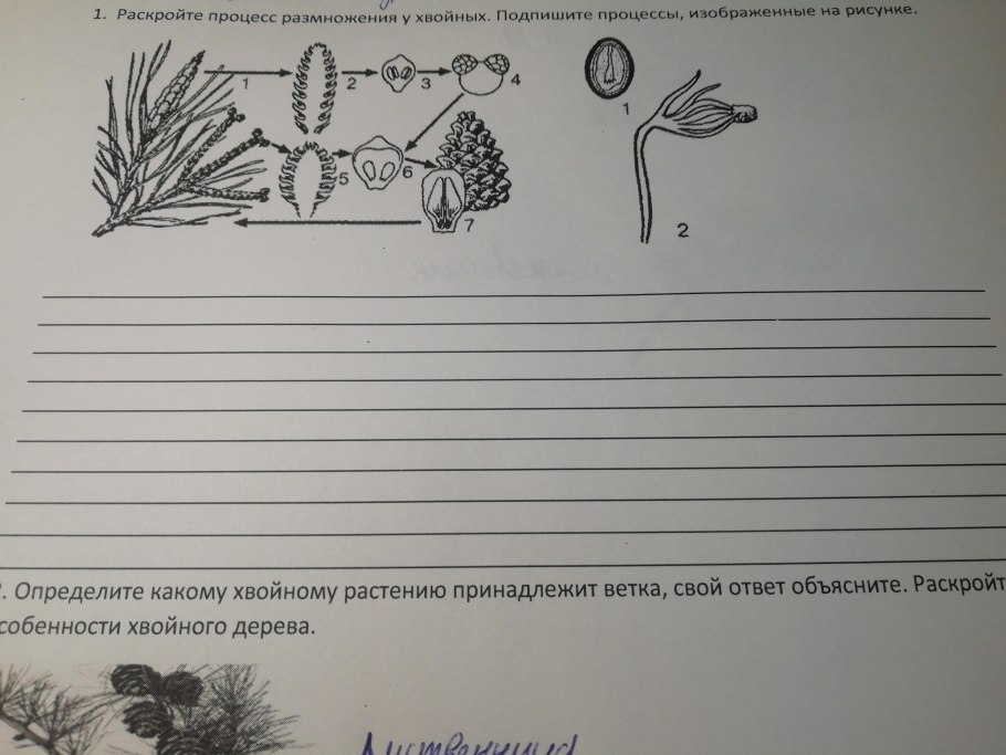 Размножение сосны обыкновенной схема