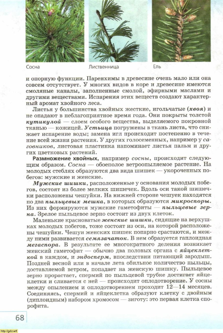 Голосеменные ель сосна пихта
