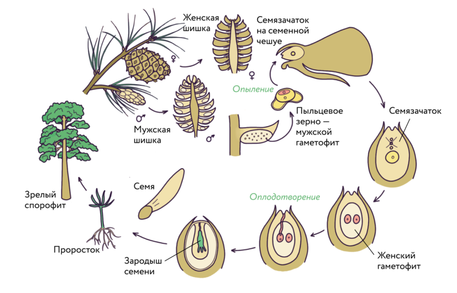 Жизненный цикл голосеменных растений схема