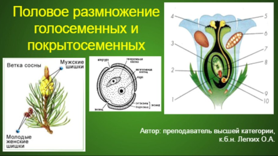 Двойное оплодотворение у голосеменных