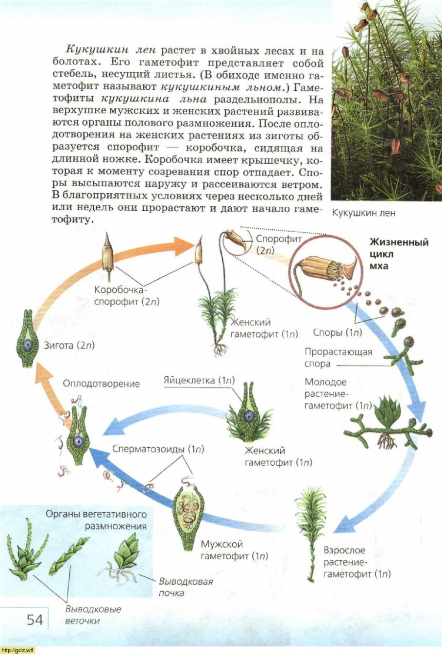 Циклы развития растений гаметофит спорофит