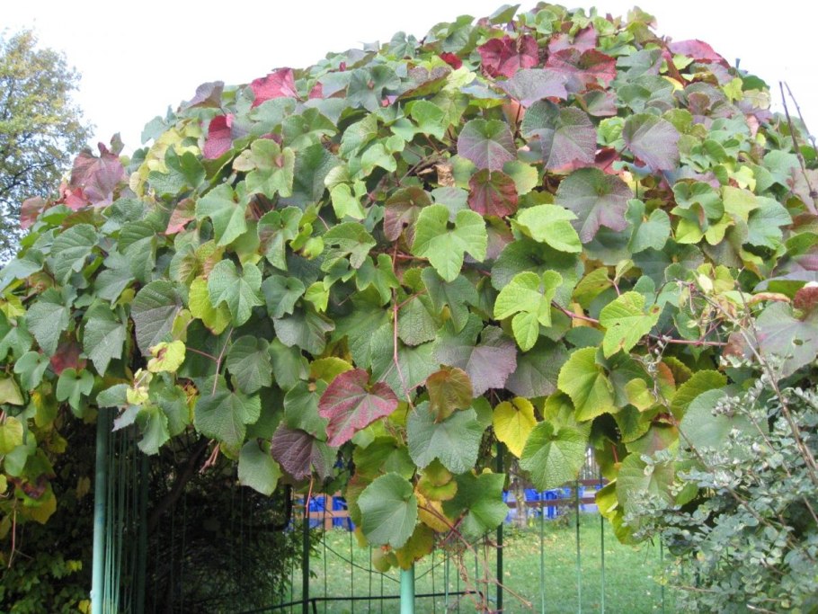 Виноград Амурский Vitis amurensis