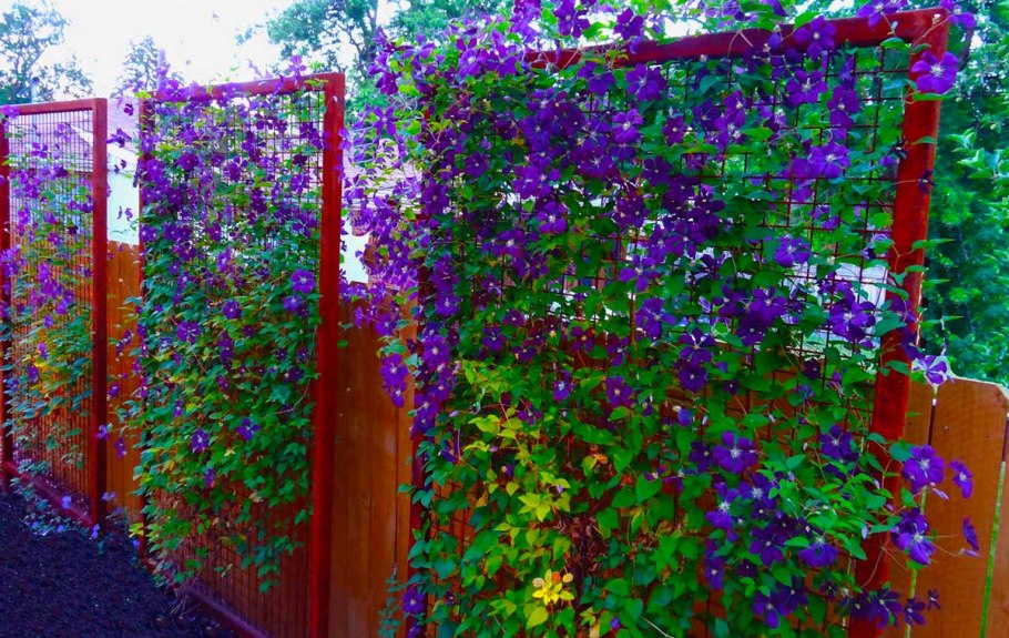 Клематис Вьюнок