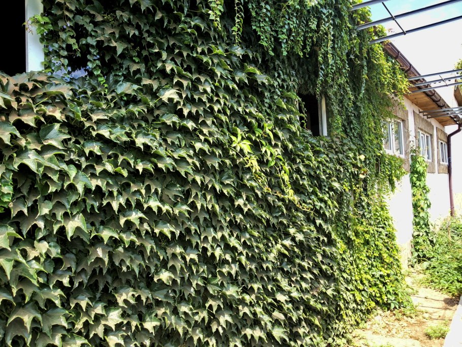 Растение Лиана актинидия