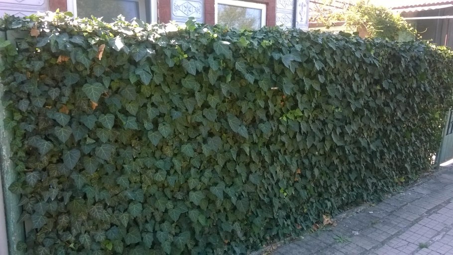 Плющ садовый морозостойкий