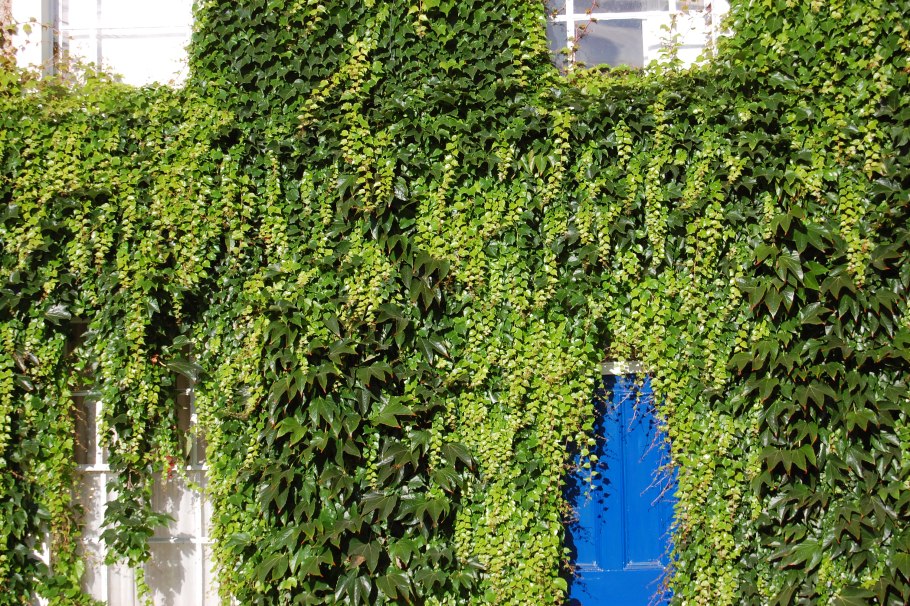 Плющ вечнозеленый