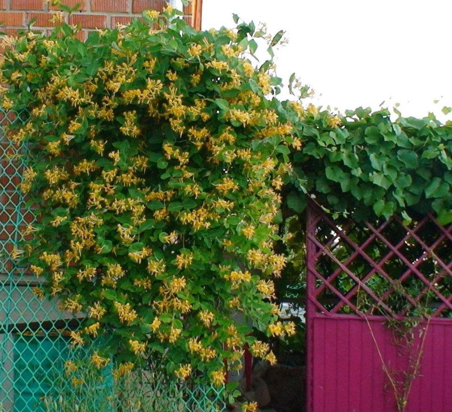 Жимолость Тельмана