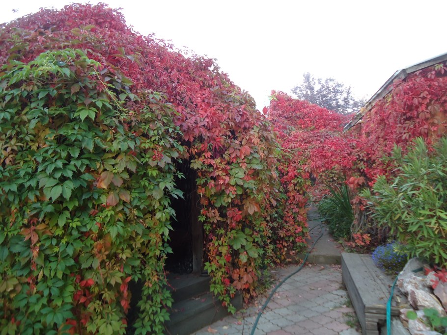 Девичий виноград пятилисточковый Лиана