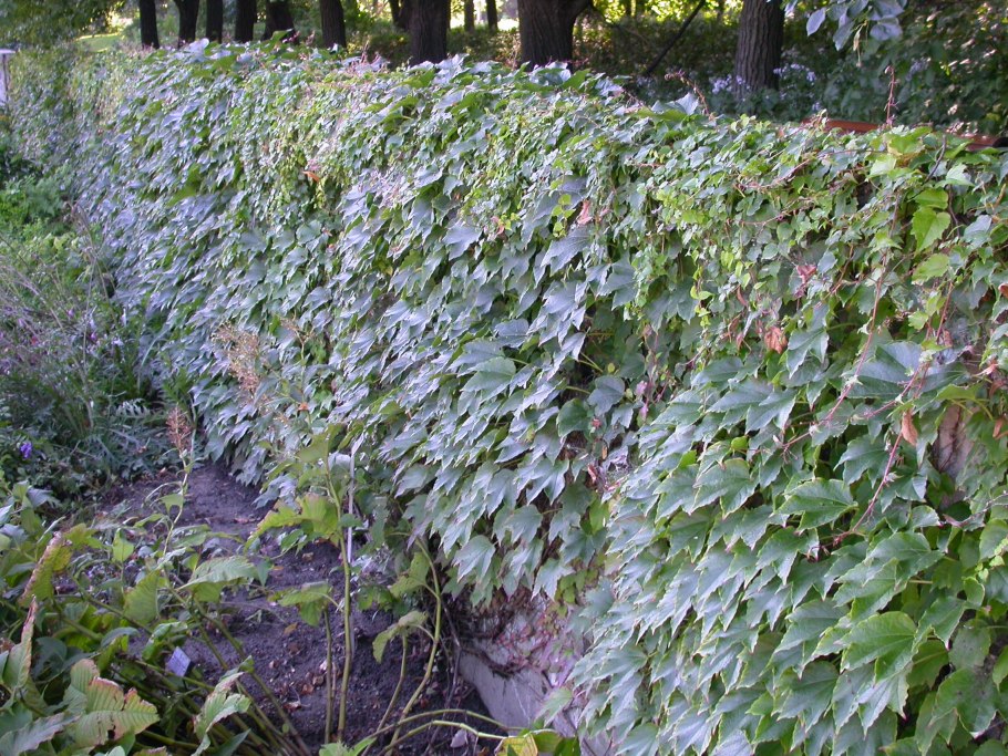 Плющ колхидский для живой изгороди