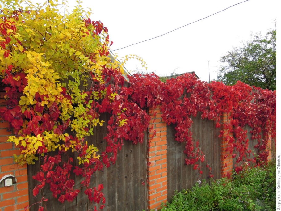 Виноград и древогубец