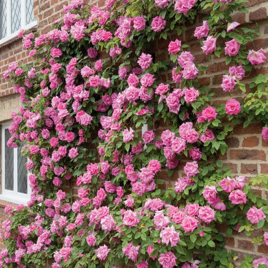 Живая изгородь (виноград + плющ) (Аэлита)