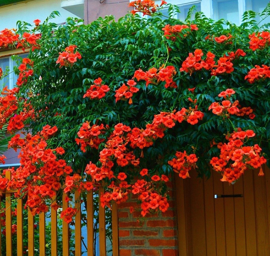 Глициния Вьюн