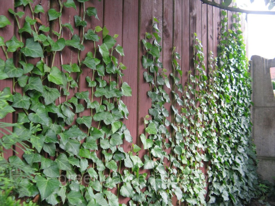 Роза Джардина плетистая