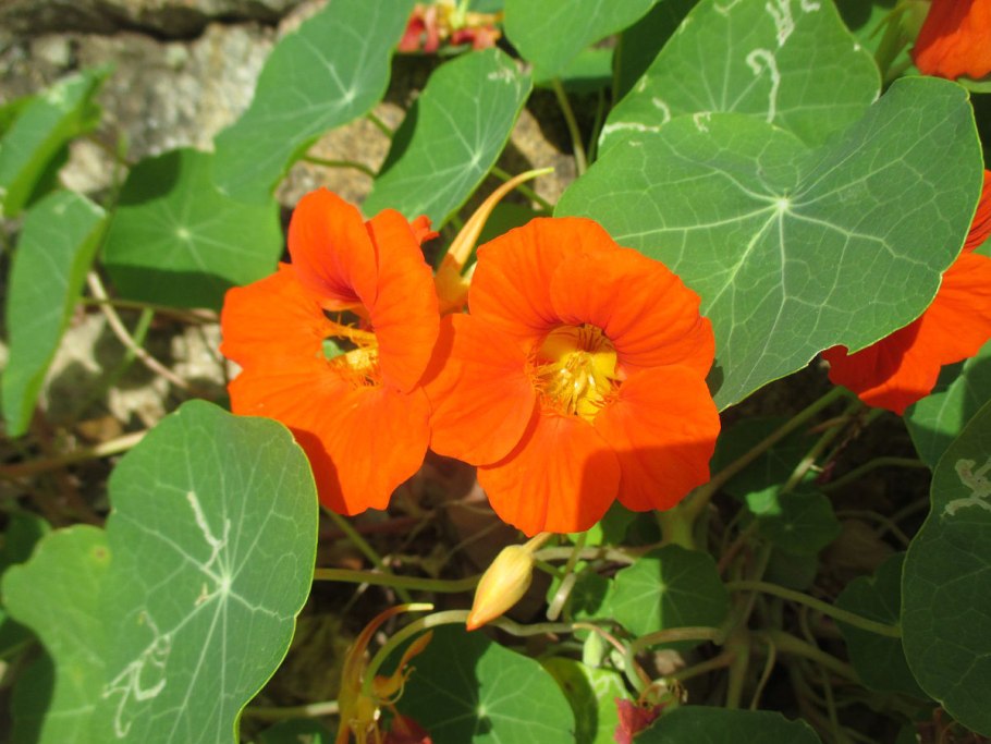Настурция большая (Tropaeolum majus)