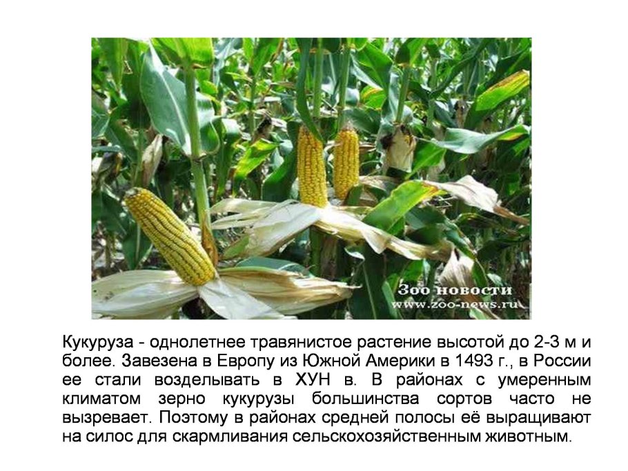 Презентация на тему кукуруза