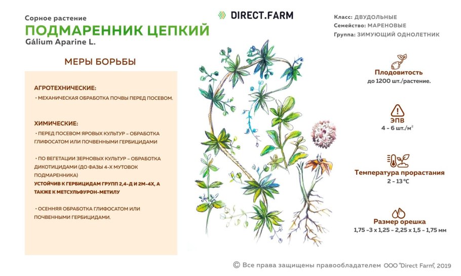 Подмаренник цепкий подмаренник цепкий