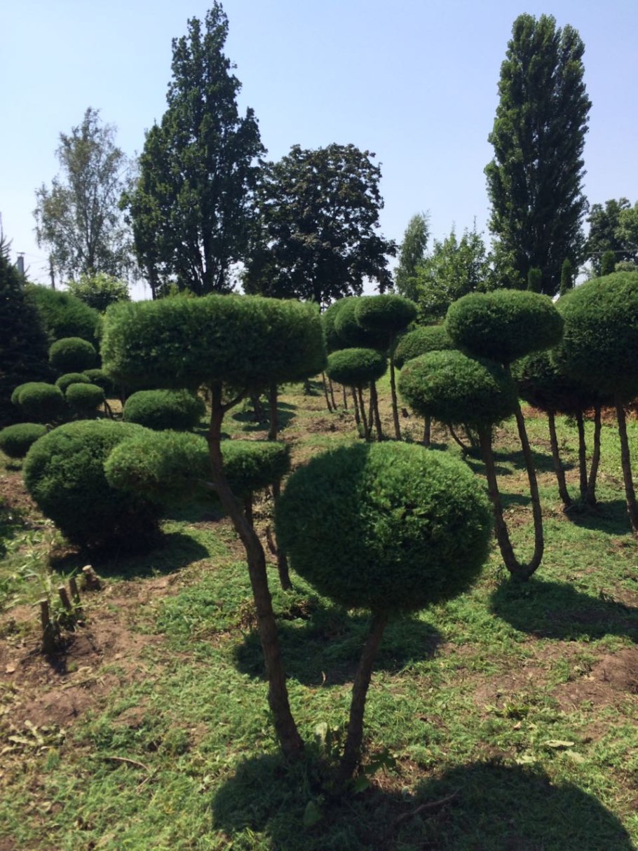 Топиарная стрижка ель Коника