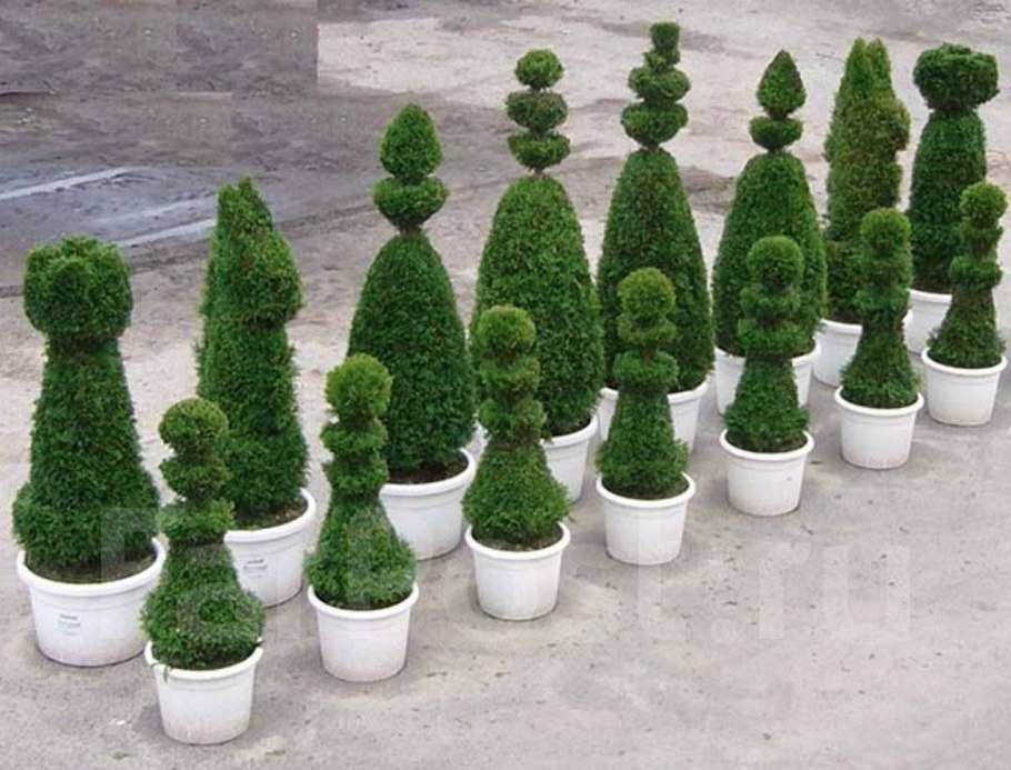 Стрижка туи Смарагд