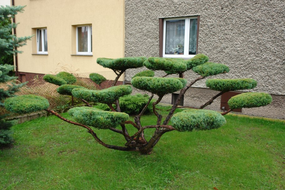 Владимир * топиарная стрижка хвойных