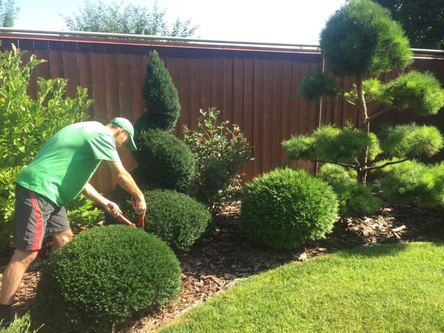 Минт джулеп топиарная стрижка
