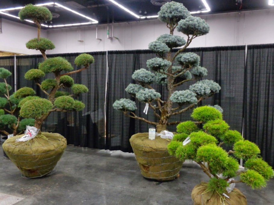 Можжевельник ниваки Империал Гарден