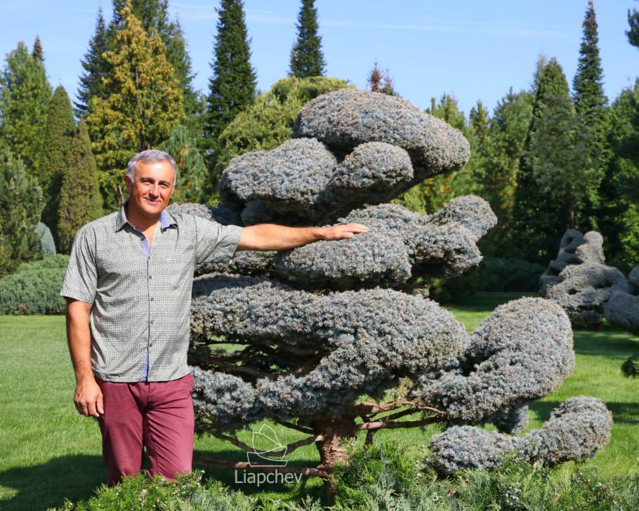 Можжевельник казацкий ниваки