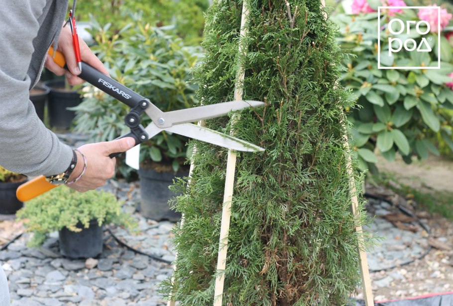 Стрижка туи Смарагд