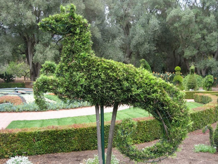 Кипарис Топиар