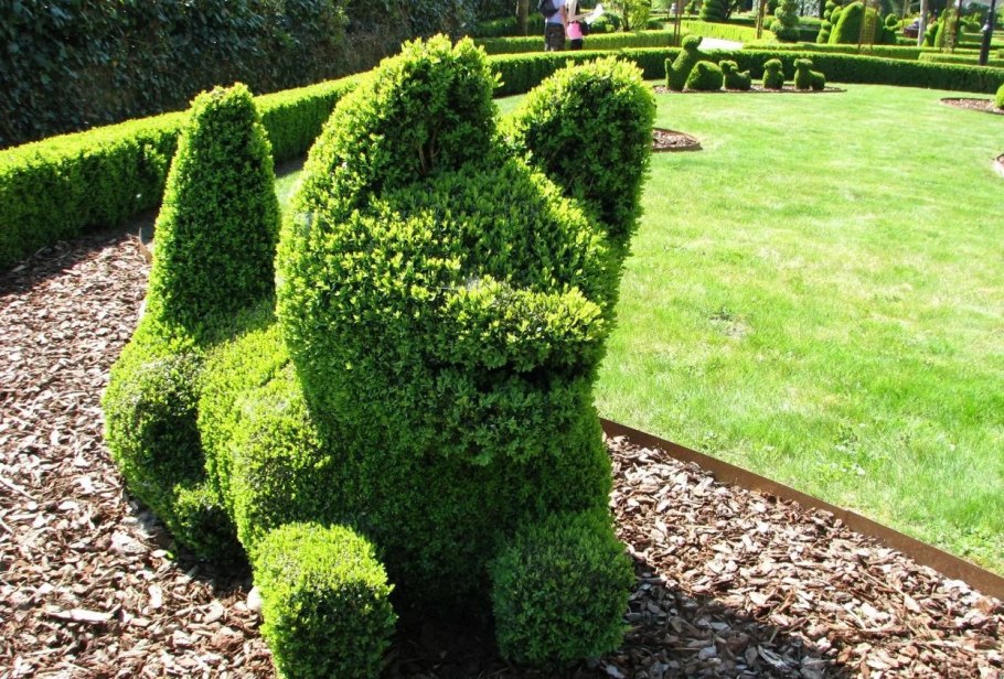 Самшит топиарный