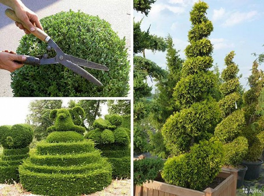 Топиарная стрижка туи Даника