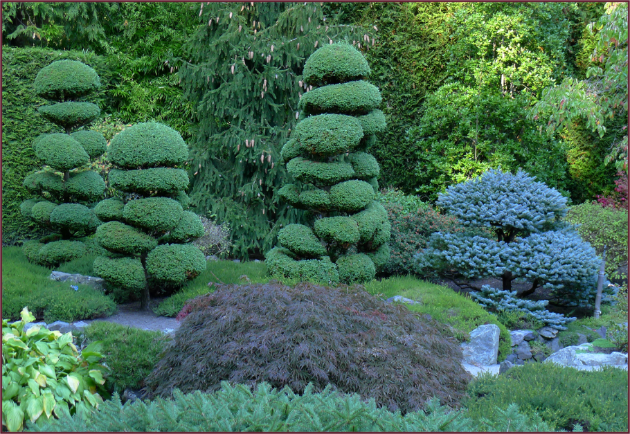 Ель обыкновенная топиарная стрижка