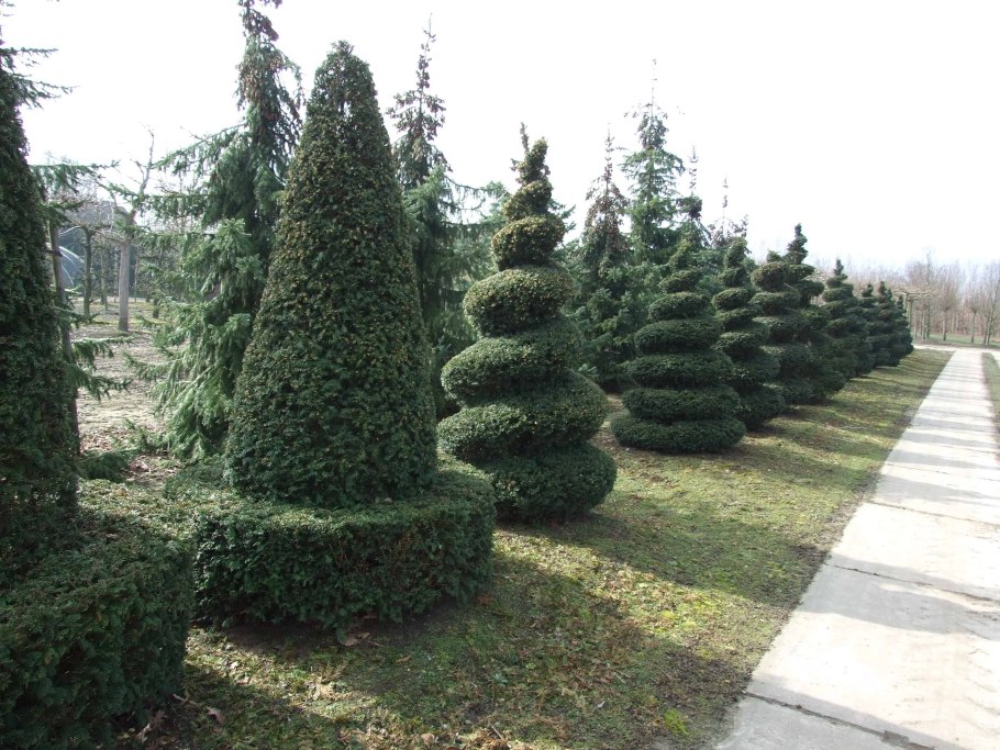 Ель обыкновенная Топиар