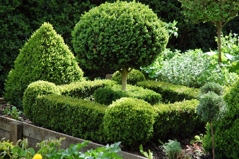 Ляпчев Владимир топиарное искусство