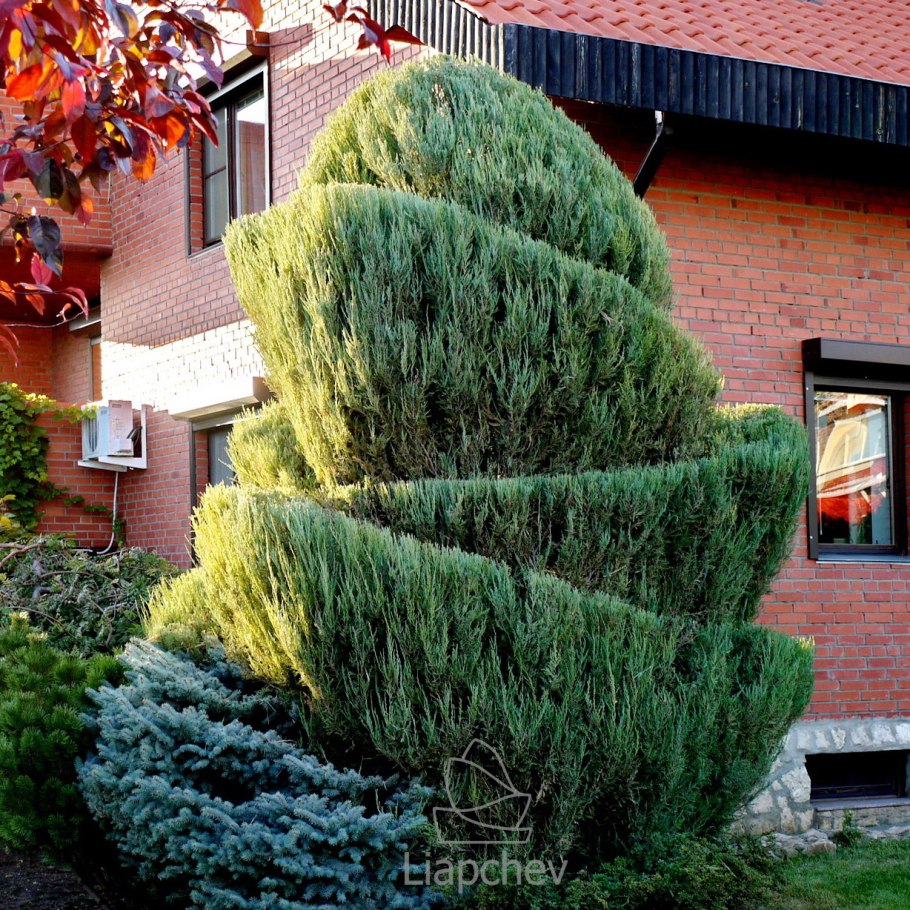 Стрижка скального можжевельника Блю Эрроу
