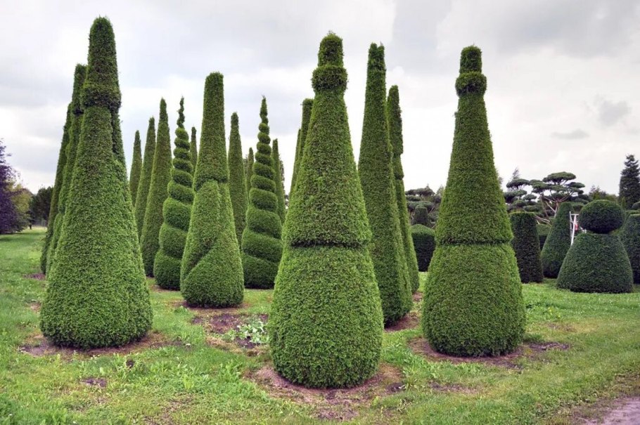 Топиарная стрижка туи