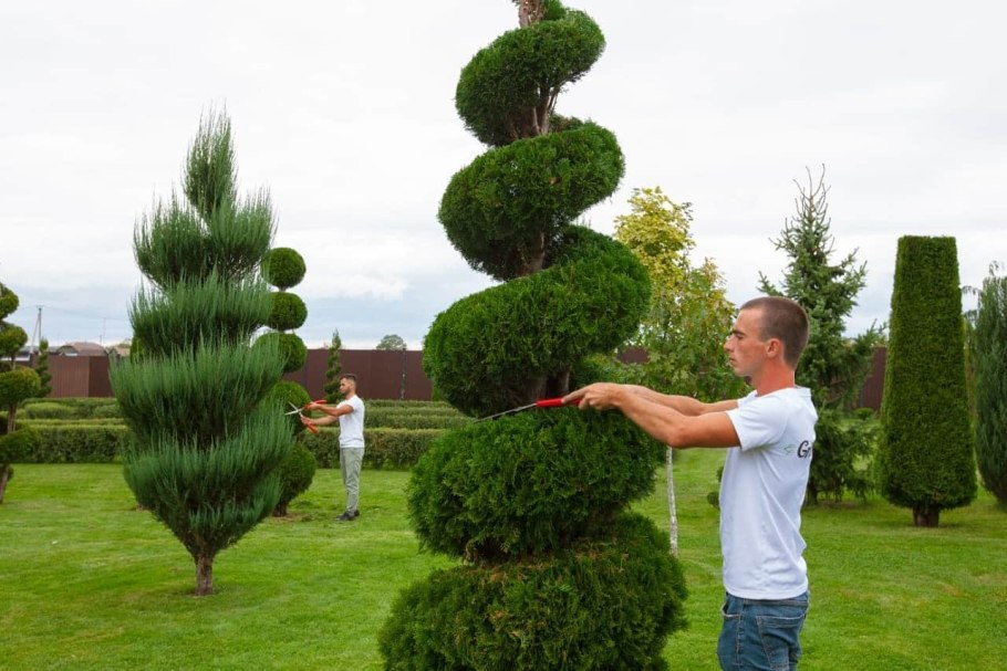 Сосна обыкновенная ниваки