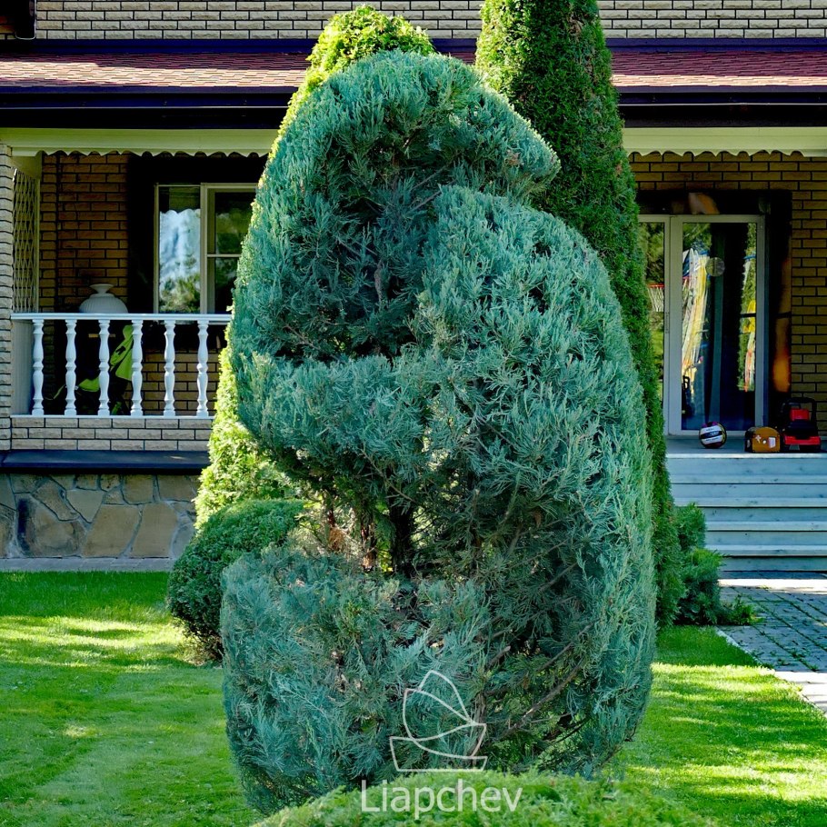 Топиарное искусство стрижка туи