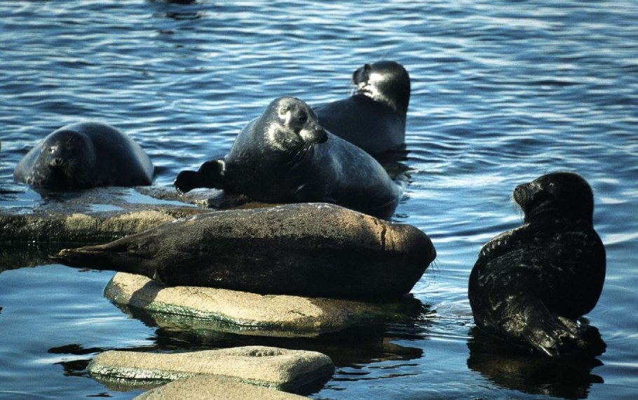 Ладожская Нерпа в Карелии