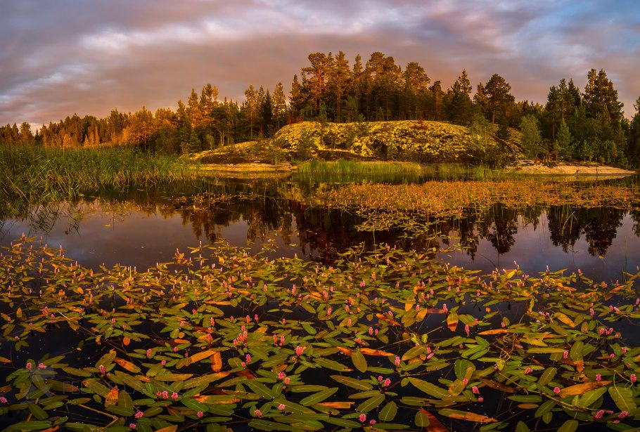 Ладожские шхеры Флора