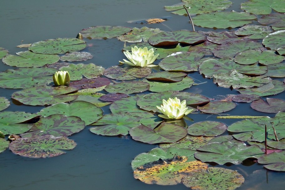 Гидрофиты кувшинка