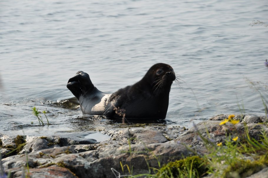 Нерпы Ладожского озера